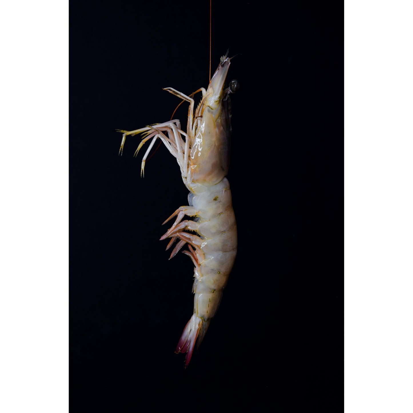 Langostino Entero