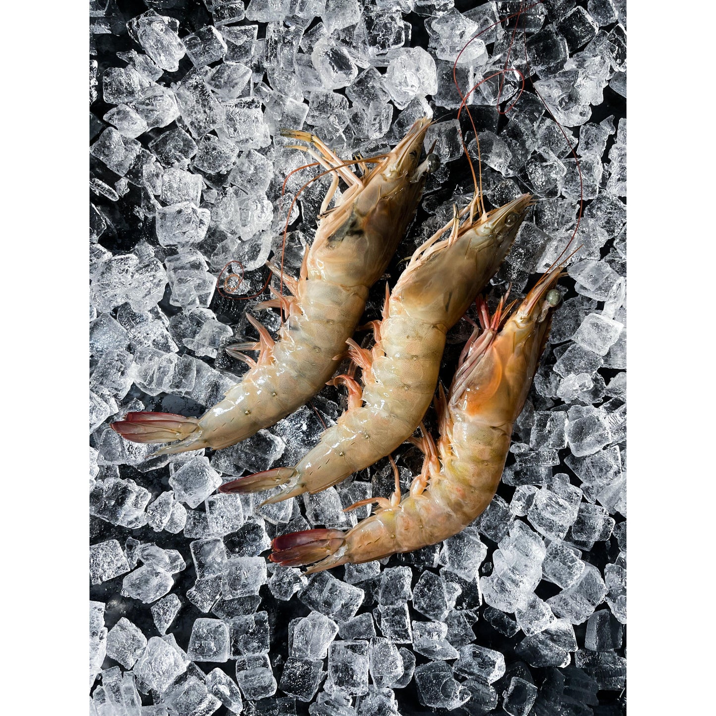 Langostino Entero